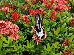 Papilio memnon agenor