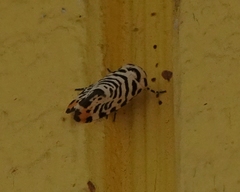 Tarache idella