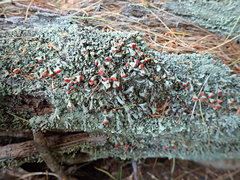 Cladonia incrassata