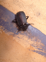 Eleodes suturalis