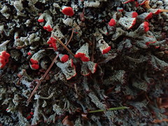 Cladonia incrassata