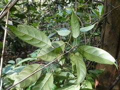 Baccaurea minor