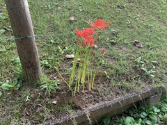 Lycoris radiata