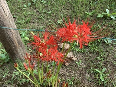 Lycoris radiata