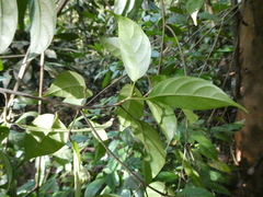 Baccaurea minor