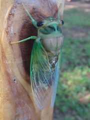 Neotibicen tibicen tibicen