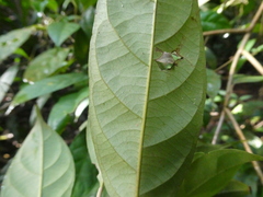 Baccaurea minor