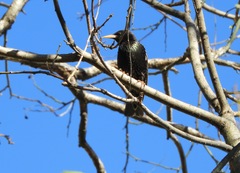 Sturnus vulgaris