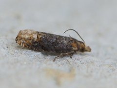 Eucosma ochroterminana