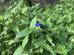 Commelina communis