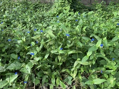 Commelina communis