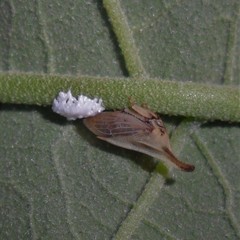 Enchenopa brasiliensis