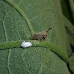 Enchenopa brasiliensis