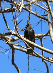 Sturnus vulgaris