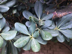 Withania begonifolia