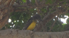 Tyrannus melancholicus