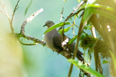 Patagioenas plumbea