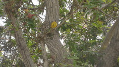 Sicalis flaveola