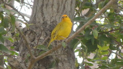 Sicalis flaveola