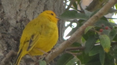 Sicalis flaveola