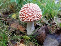 Amanita muscaria