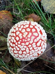 Amanita muscaria