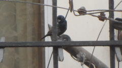 Volatinia jacarina