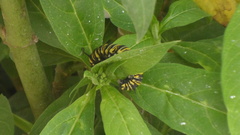 Danaus