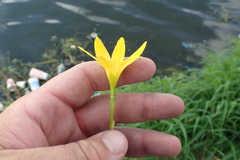 Zephyranthes pulchella
