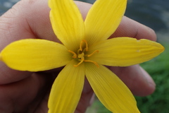 Zephyranthes pulchella