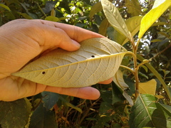 Critoniopsis bogotana