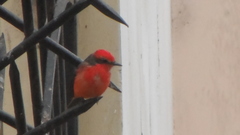 Pyrocephalus rubinus