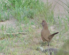 Rhinocrypta lanceolata