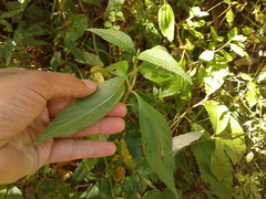 Lippia hirsuta
