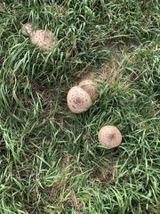 Rhacodium
