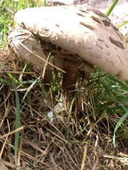 Rhacodium