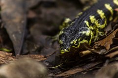 Abronia taeniata