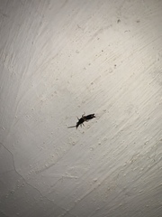 Dermaptera