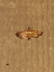 Salbia cassidalis