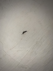 Dermaptera