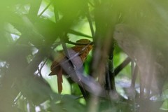 Automolus ochrolaemus