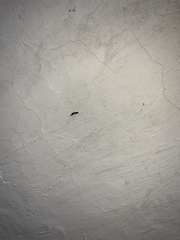 Dermaptera