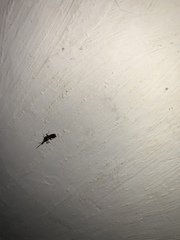 Dermaptera