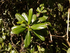 Escallonia discolor