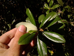 Escallonia discolor