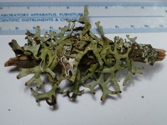 Hypogymnia gracilis