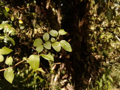 Salpichroa tristis