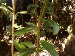 Gaiadendron punctatum