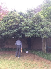 Withania begonifolia