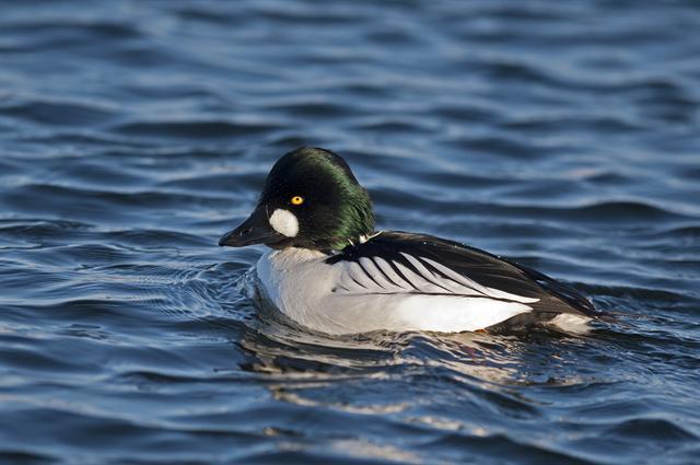 Goldeneye, Diving Duck, Wintering & Migration